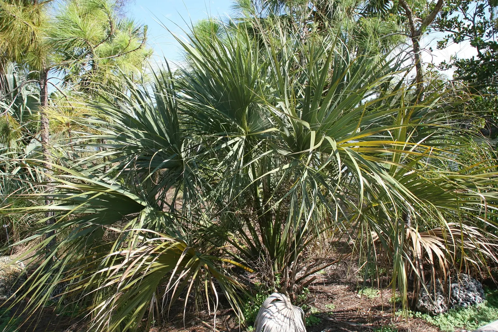 Cabbage Palm (Sabal Palmetto) — palm / tree for full or half; requiring minimal supplemental irrigation, image 95