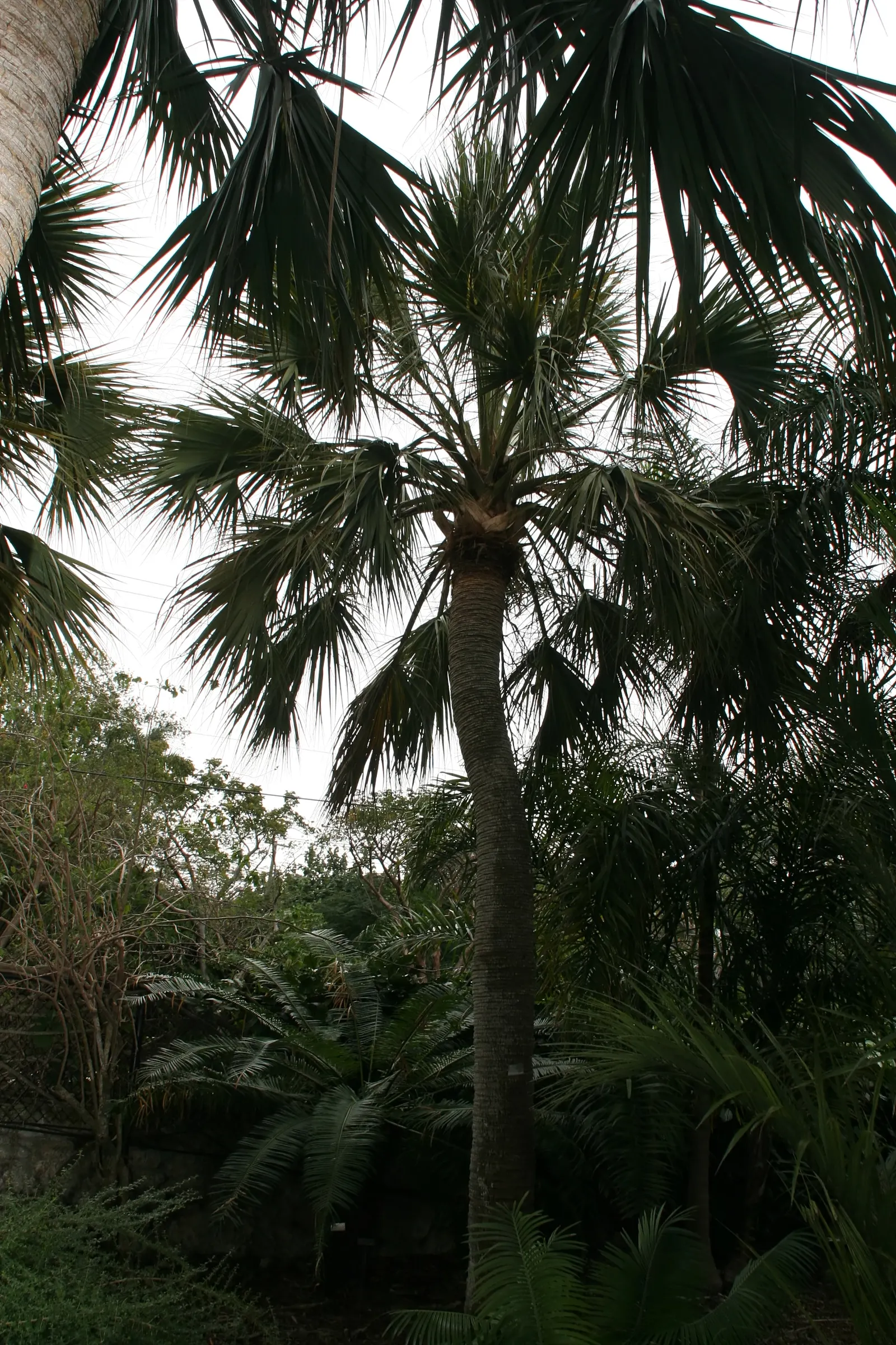 Cabbage Palm (Sabal Palmetto) — When planning the garden layout; hardy in USDA Zones 8 through 11, it thrives under full sunlight but can withstand, image 56