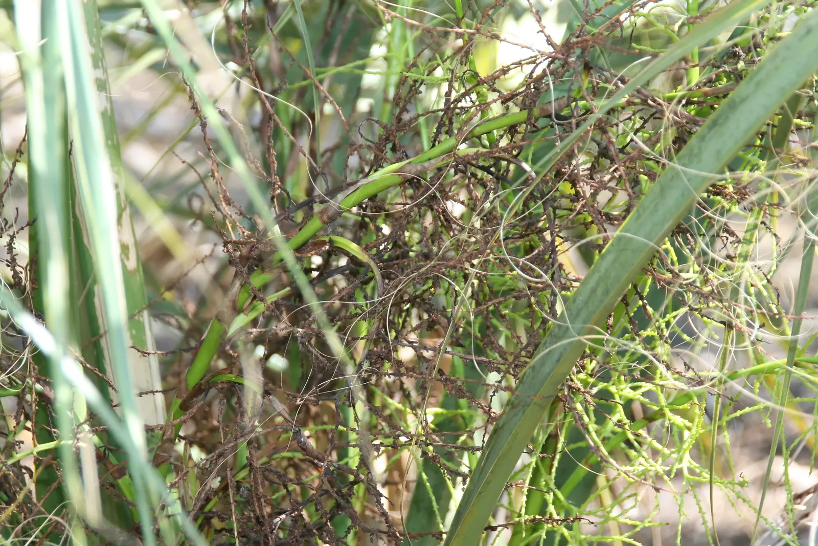 Cabbage Palm (Sabal Palmetto) — Adaptable to various soil types, it's drought-tolerant once established; the Cabbage Palm's trunk forms an, image 97
