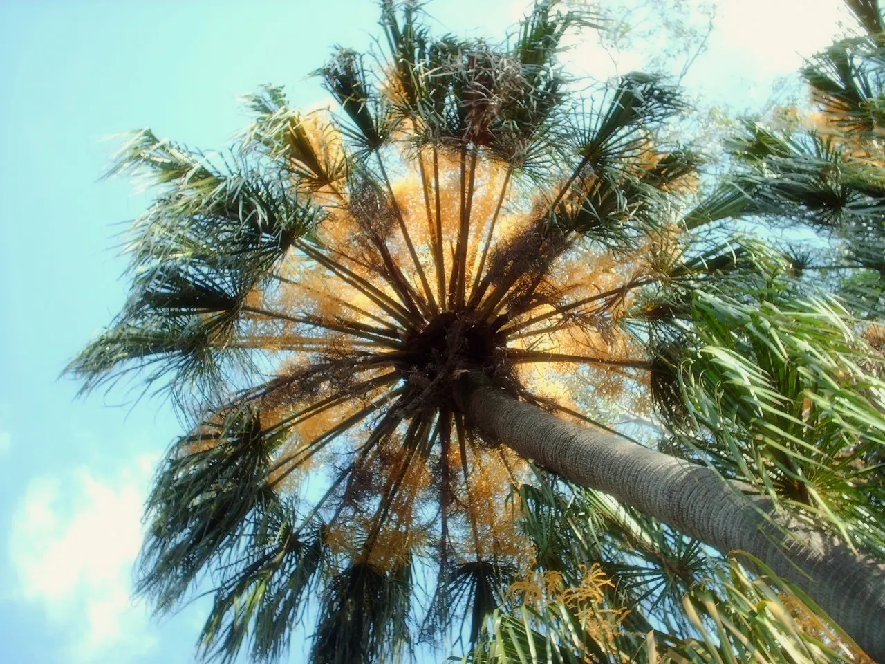 Cabbage Palm (Sabal Palmetto) — requiring minimal supplemental irrigation; making it a superb choice for hurricane-prone regions, image 73