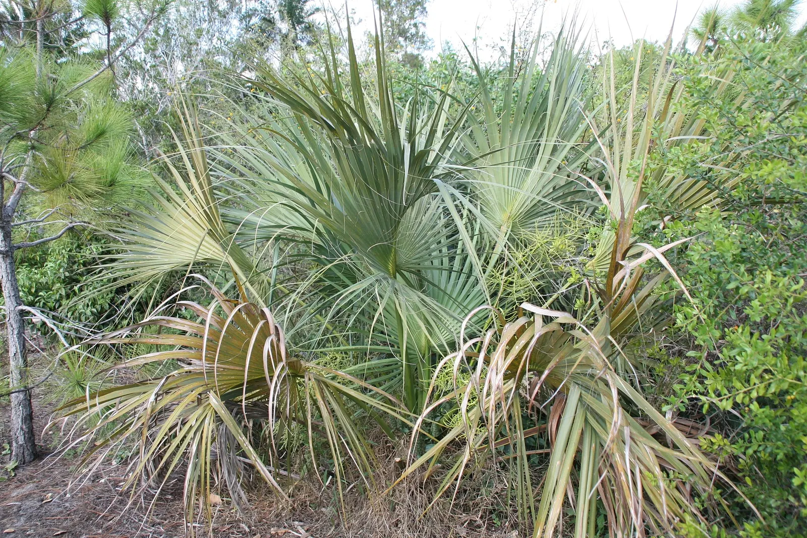 Cabbage Palm (Sabal Palmetto) — <br><br>Growing to a mighty height of 40 to 60 feet with a spread of 10 to 15 feet, image 86