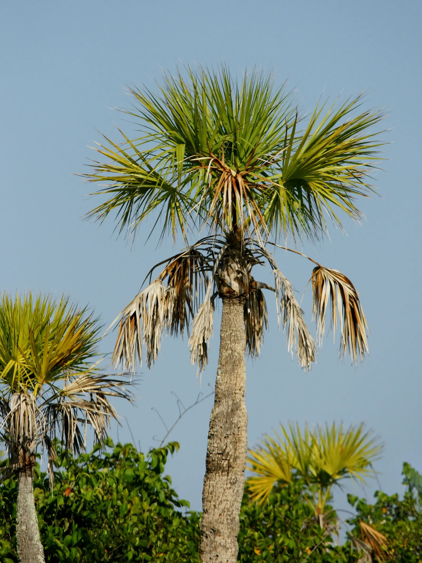 Cabbage Palm (Sabal Palmetto) — Offers low maintenance and adds vertical interest in coastal and formal landscapes; is an iconic staple of the, image 99