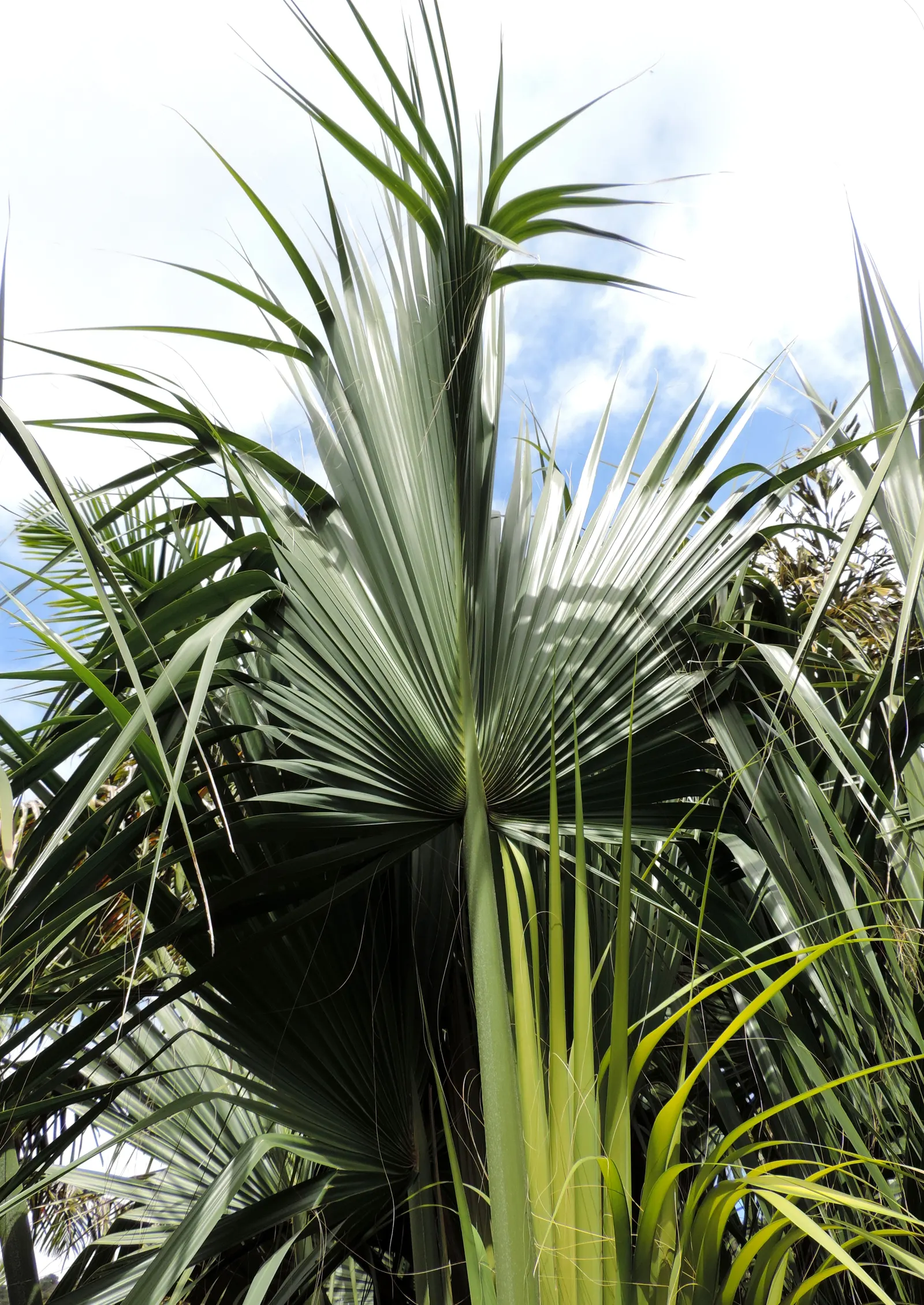 Cabbage Palm (Sabal Palmetto) — it is drought-tolerant once established; this robust palm is known for its remarkable tolerance to a variety of, image 53