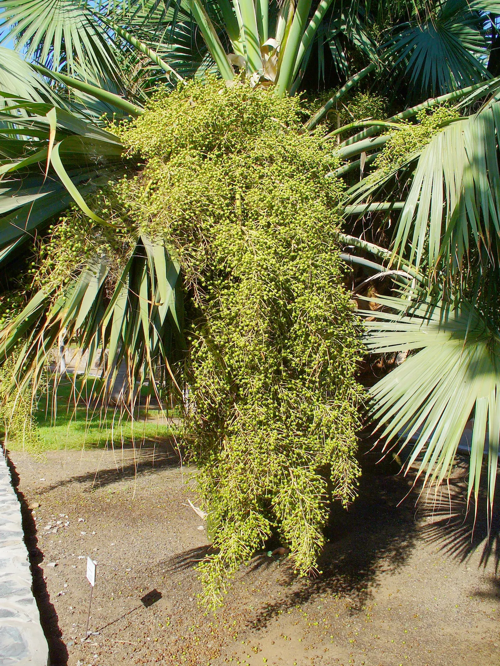 Cabbage Palm (Sabal Palmetto) — it is drought-tolerant once established; this robust palm is known for its remarkable tolerance to a variety of, image 72