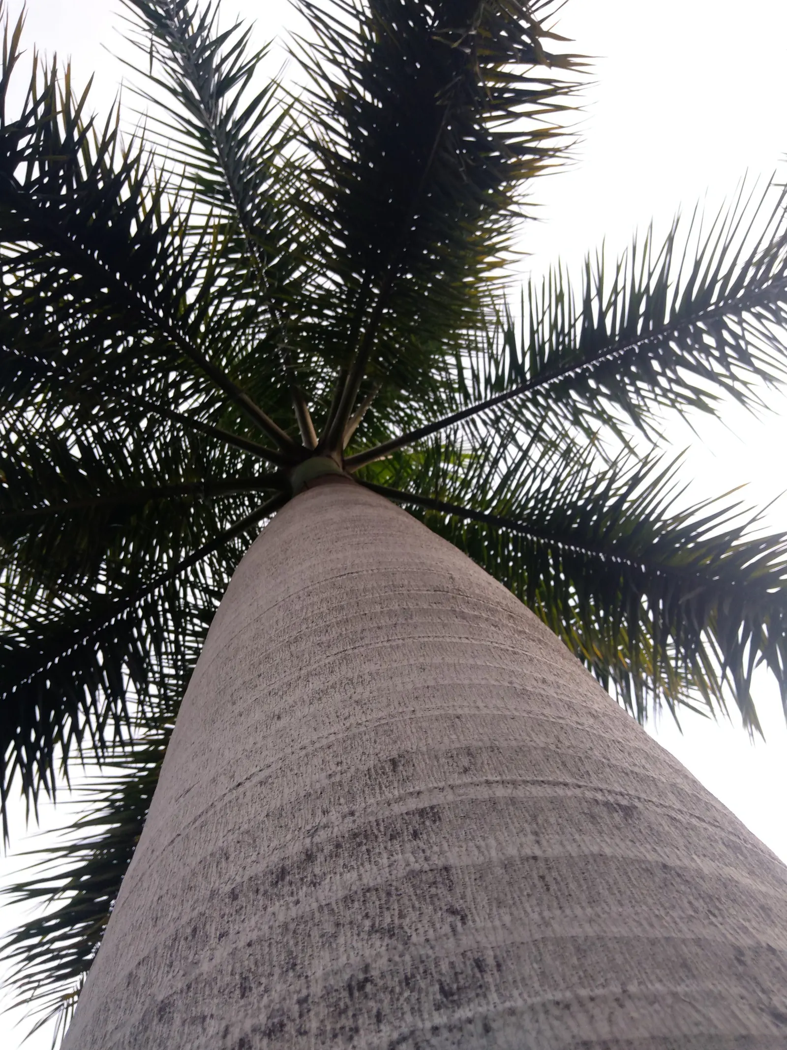 Cabbage Palm (Sabal Palmetto) — palm / tree for full or half; requiring minimal supplemental irrigation