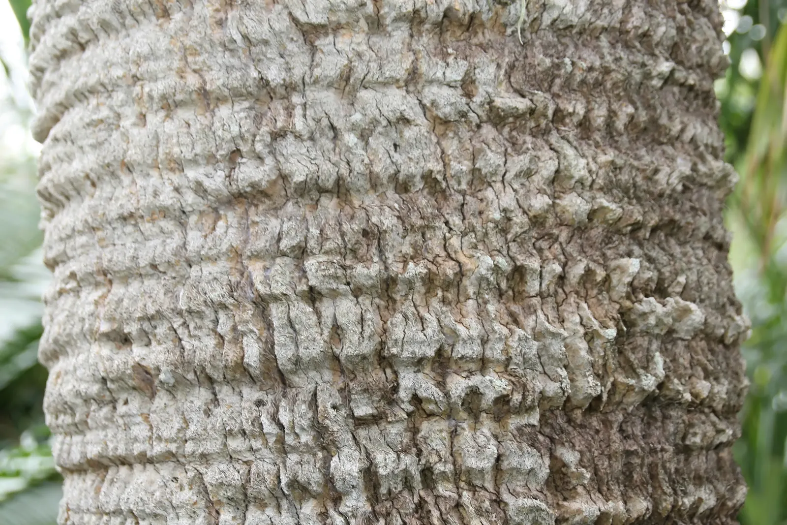 Cabbage Palm (Sabal Palmetto) — making it an exemplary choice for a diverse range of climates; it is drought-tolerant once established, image 46