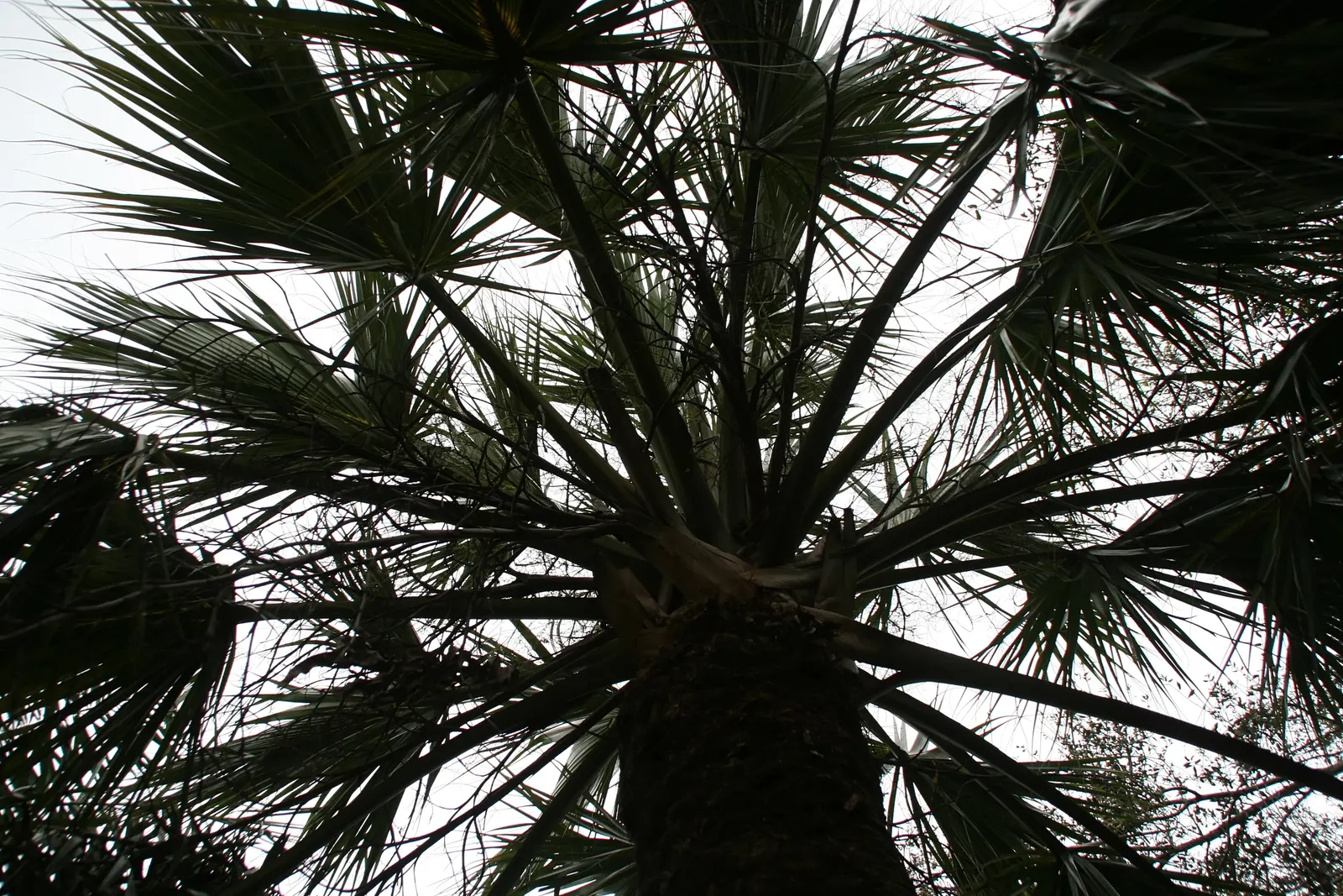 Cabbage Palm (Sabal Palmetto) — scientifically recognized as Sabal palmetto; each frond can reach a length of 5 to 6 feet, contributing to the, image 62