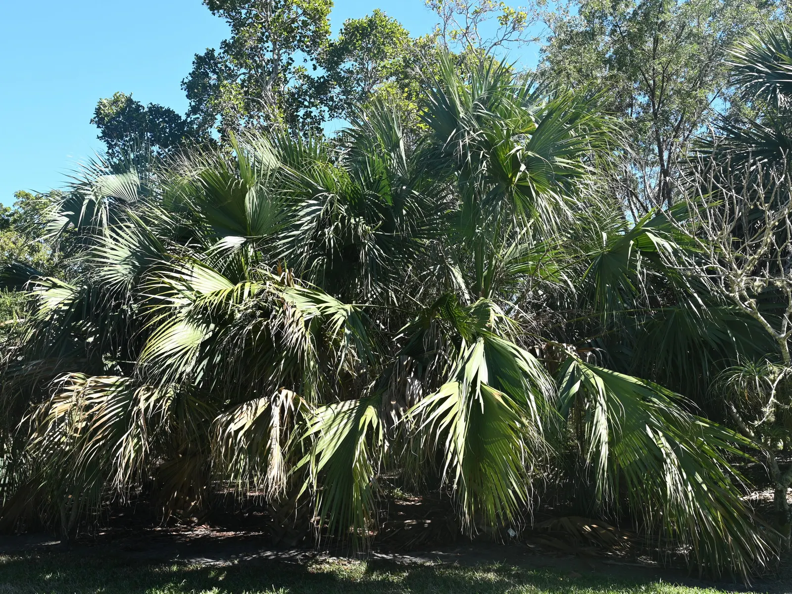 Cabbage Palm (Sabal Palmetto) — Adaptable to various soil types, it's drought-tolerant once established; the Cabbage Palm's trunk forms an, image 40