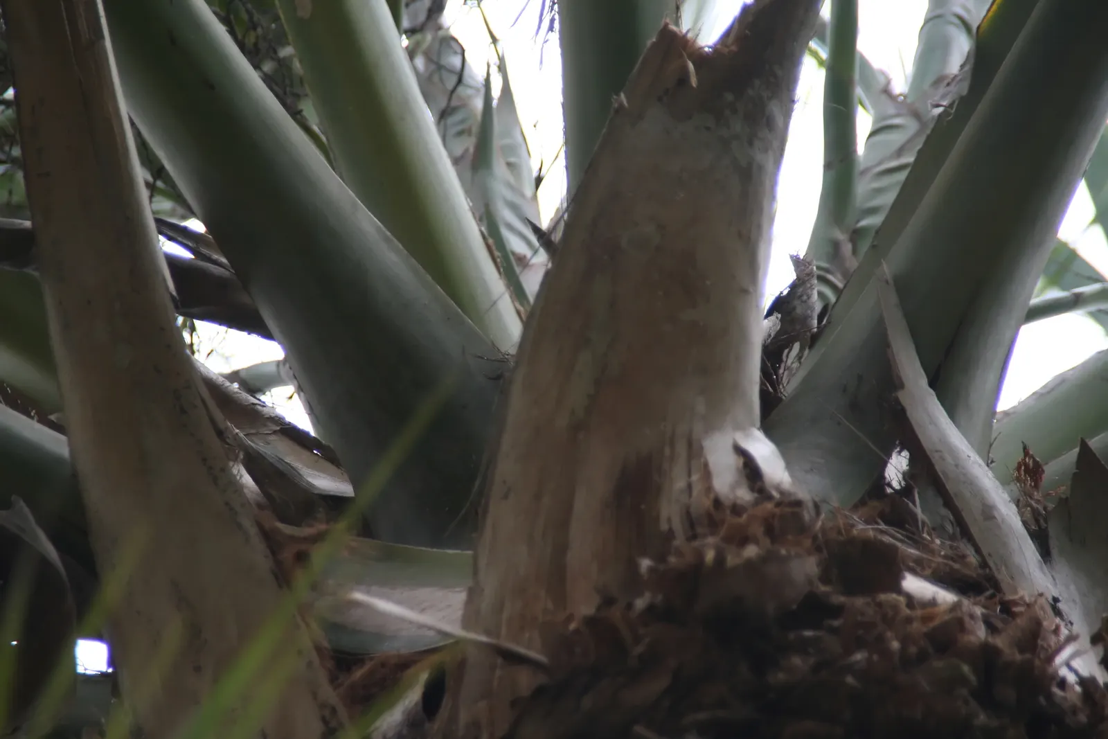 Cabbage Palm (Sabal Palmetto) — is an iconic staple of the southeastern United States landscape; the Cabbage Palm (Sabal palmetto) is an iconic, image 82