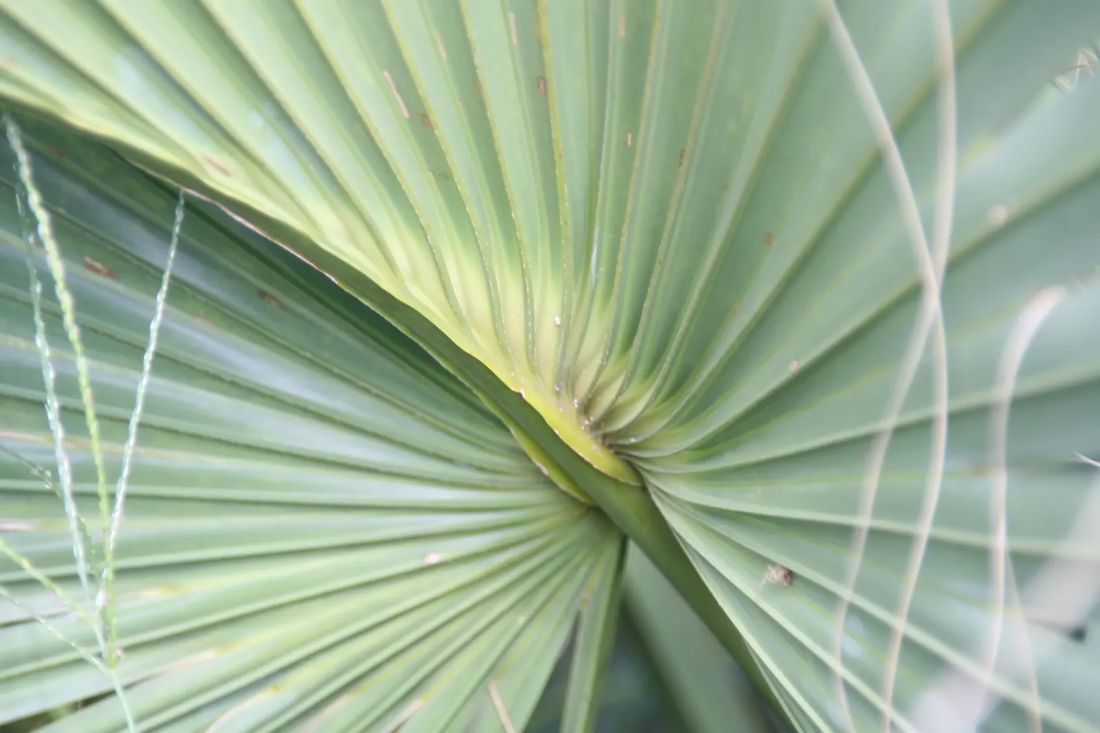 Cabbage Palm (Sabal Palmetto) — Hardy in USDA Zones 8 through 11, it thrives under full sunlight but can withstand partial shade; it features a, image 66