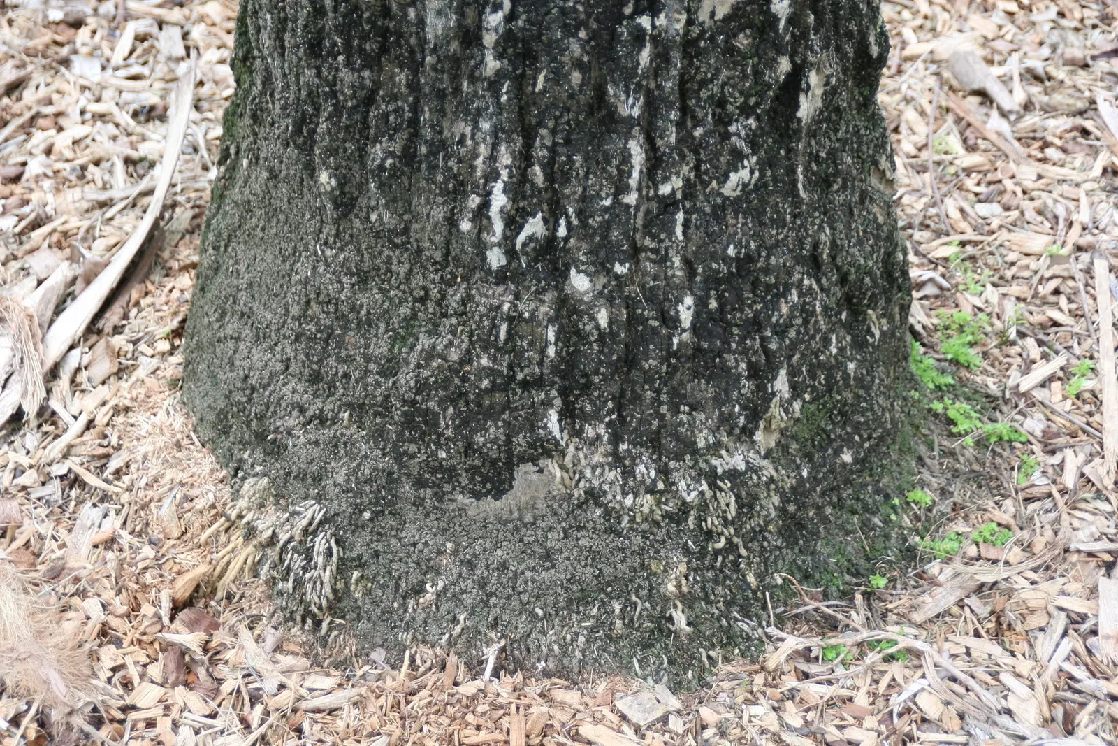 Cabbage Palm (Sabal Palmetto) — Offers low maintenance and adds vertical interest in coastal and formal landscapes; is an iconic staple of the, image 80