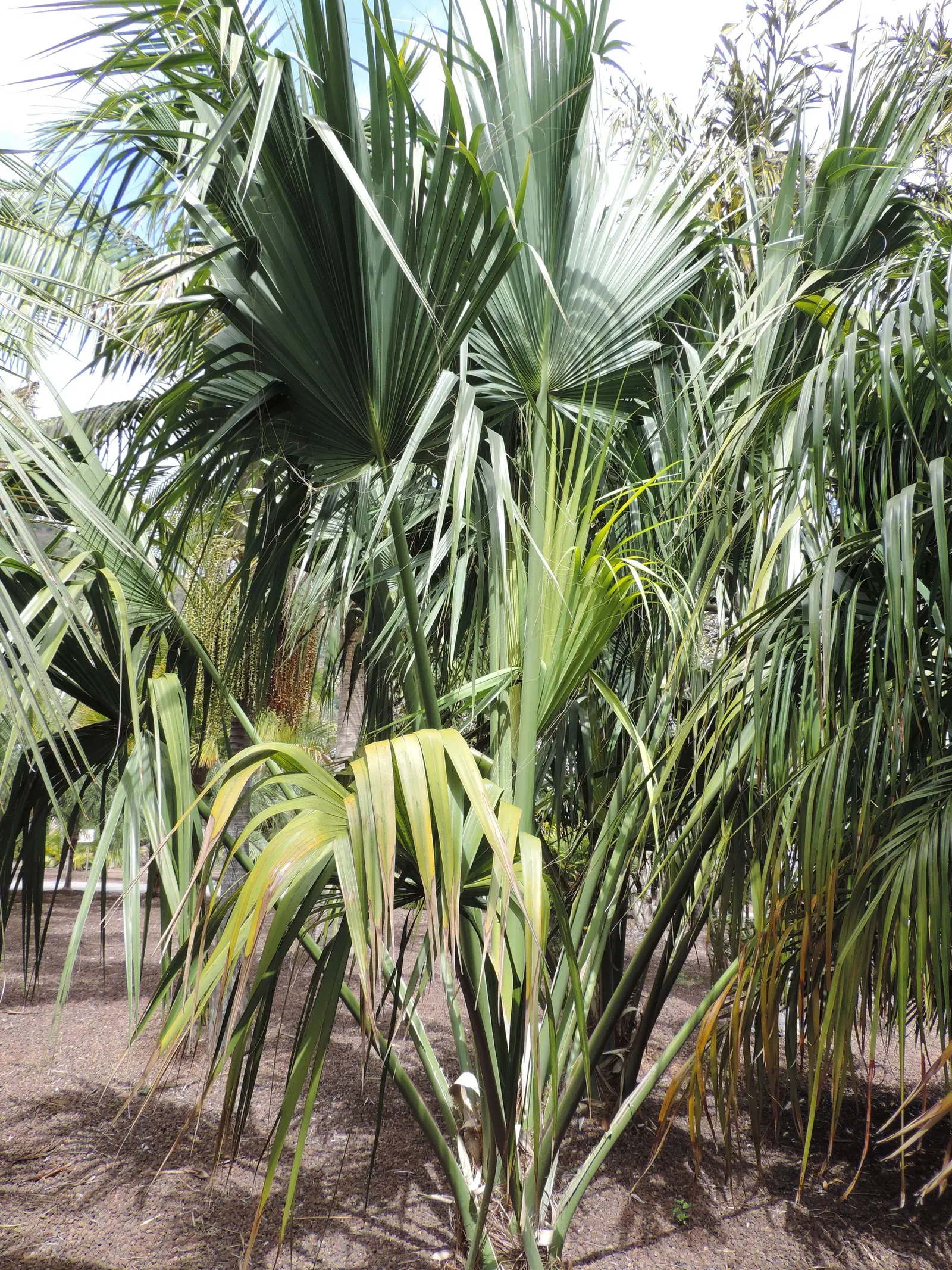Cabbage Palm (Sabal Palmetto) — Each frond can reach a length of 5 to 6 feet, contributing to the palm's lush appearance; capped by a symmetrical, image 51