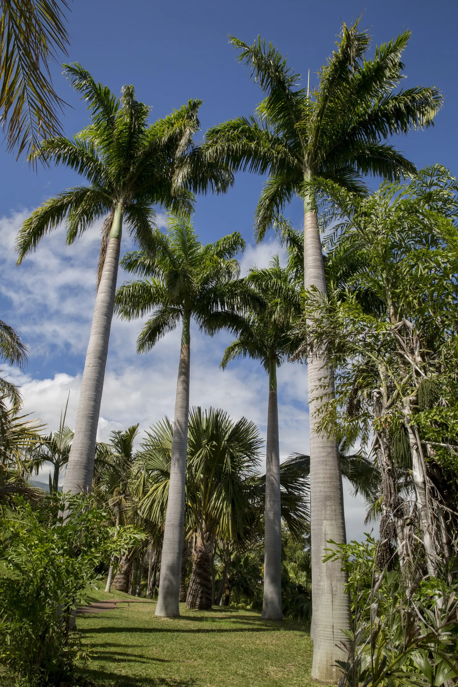 Cabbage Palm (Sabal Palmetto) — the Cabbage Palm's trunk forms an impressive; it provides excellent vertical accents in both formal and informal settings