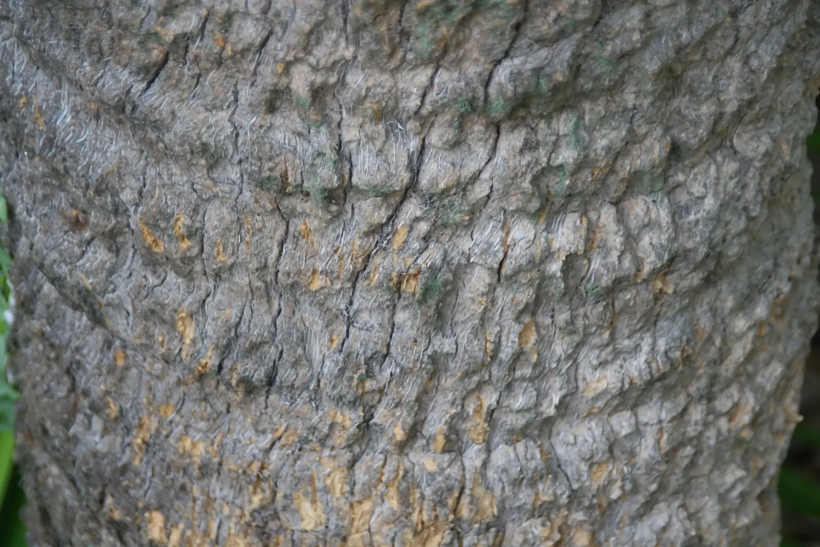 Cabbage Palm (Sabal Palmetto) — The Cabbage Palm (Sabal palmetto) is an iconic evergreen, native to southeastern USA; offers low maintenance and, image 96