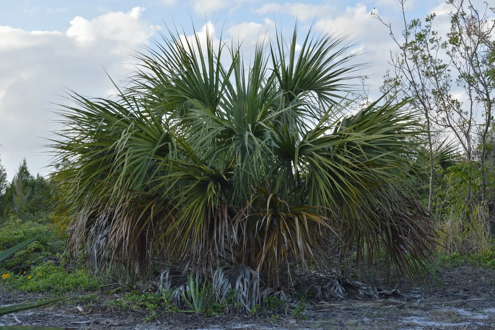 Cabbage Palm (Sabal Palmetto) — It features a stout, columnar trunk and large, fan-shaped leaves; when planning the garden layout, image 98