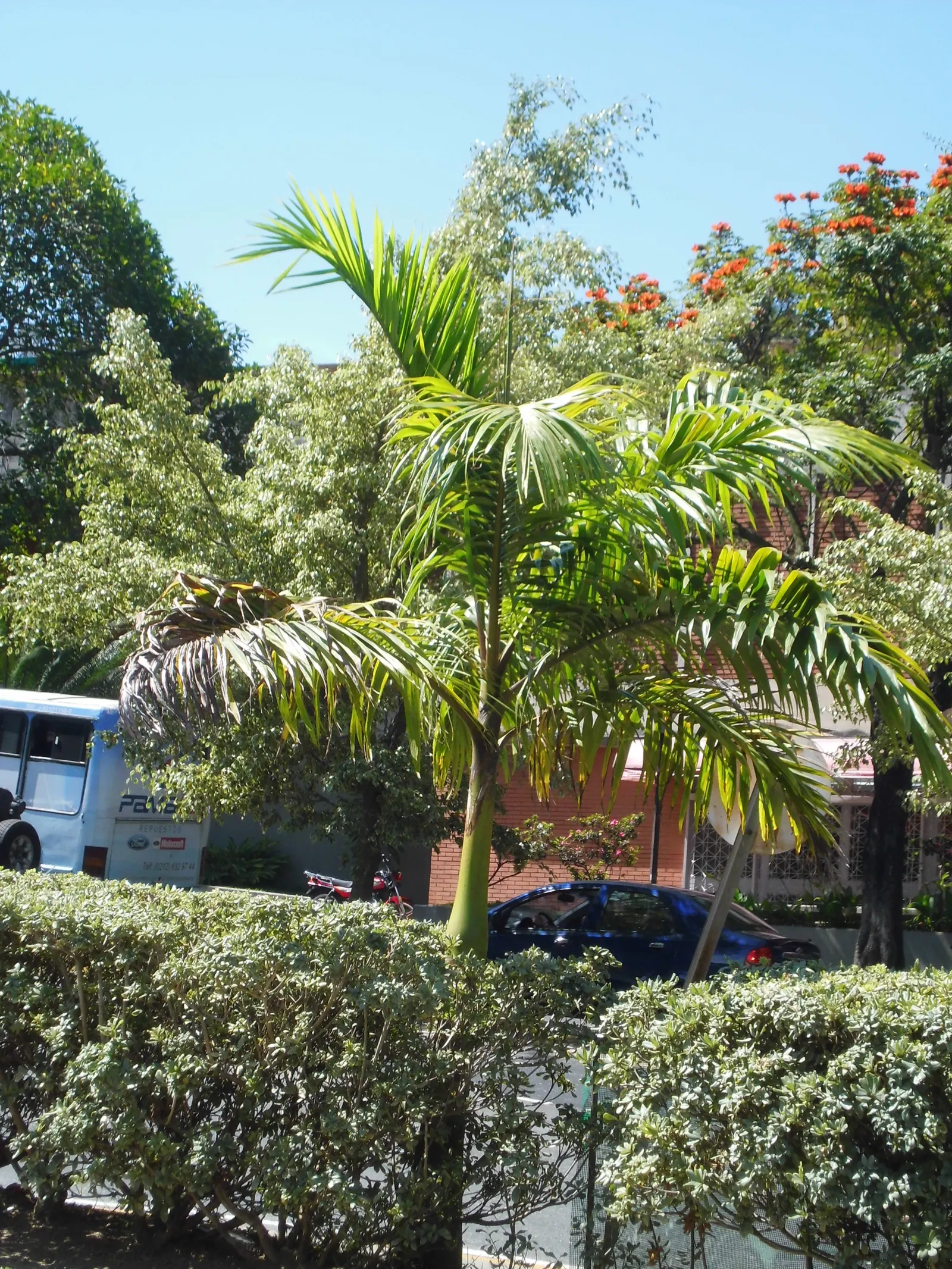 Cabbage Palm (Sabal Palmetto) — <br><br>Growing to a mighty height of 40 to 60 feet with a spread of 10 to 15 feet, image 29
