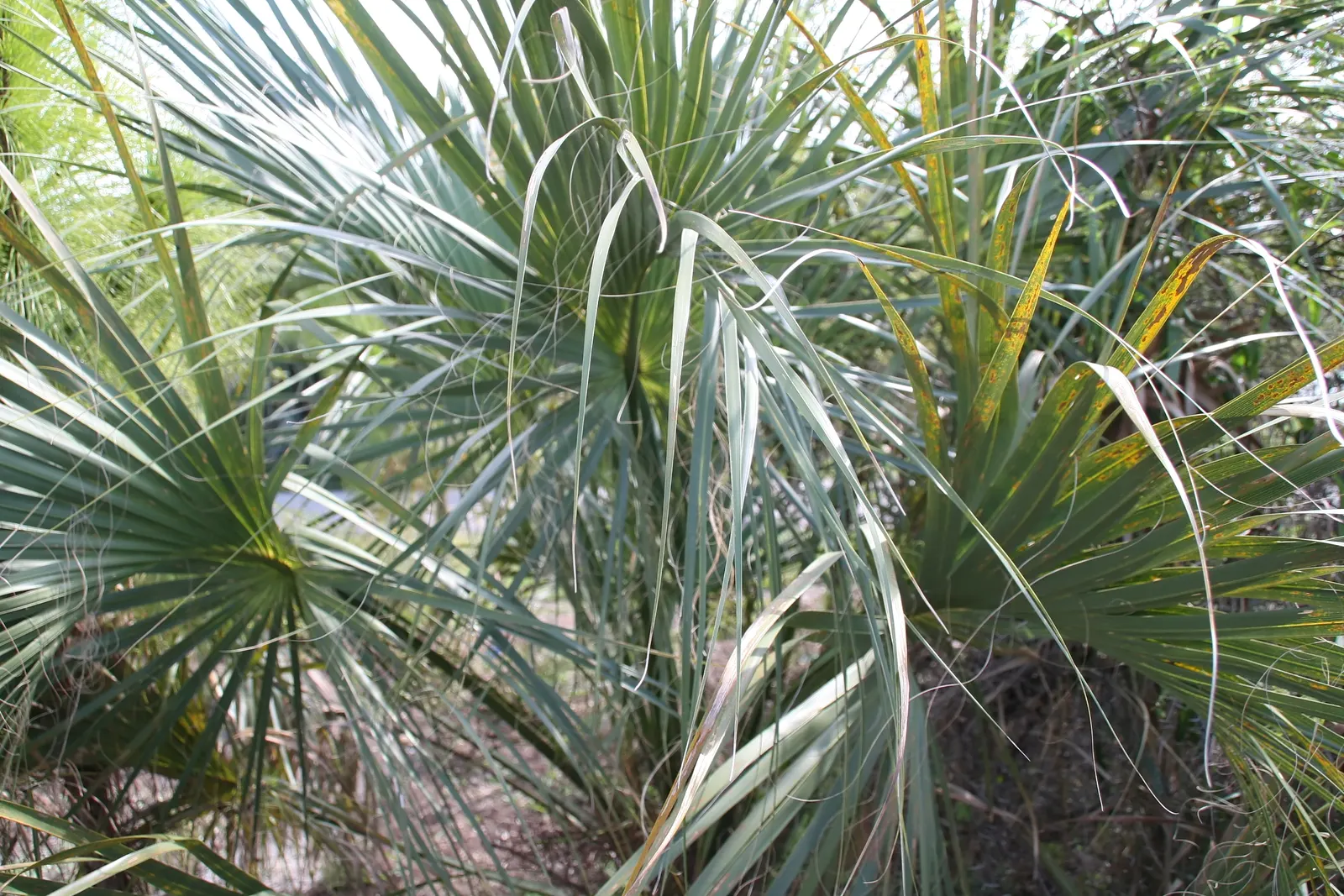 Cabbage Palm (Sabal Palmetto) — Each frond can reach a length of 5 to 6 feet, contributing to the palm's lush appearance; capped by a symmetrical, image 70