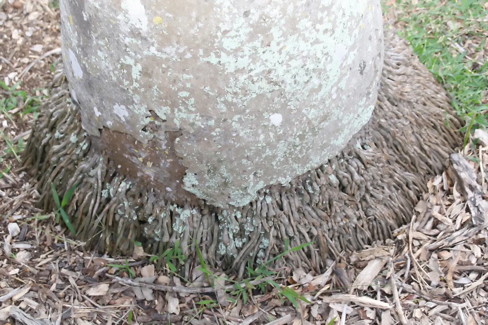 Cabbage Palm (Sabal Palmetto) — This robust palm is known for its remarkable tolerance to a variety of conditions; making it an exemplary choice for a diverse
