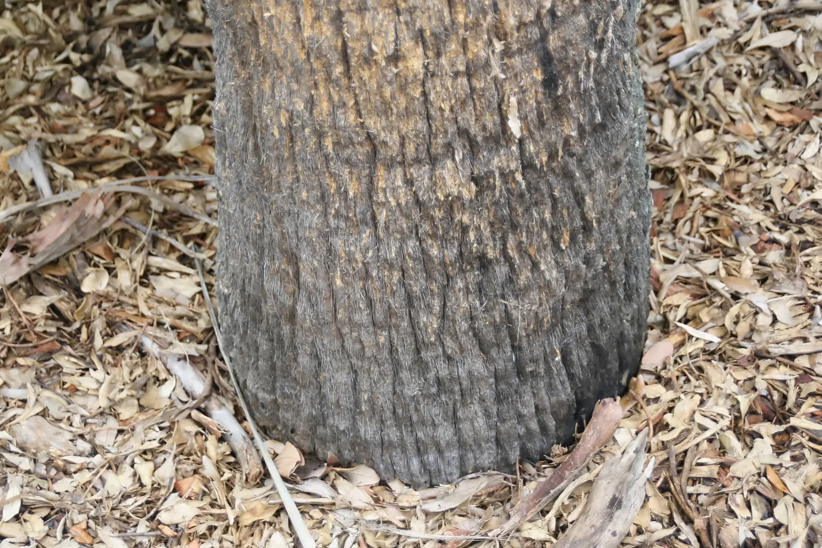 Cabbage Palm (Sabal Palmetto) — It features a stout, columnar trunk and large, fan-shaped leaves; when planning the garden layout, image 79