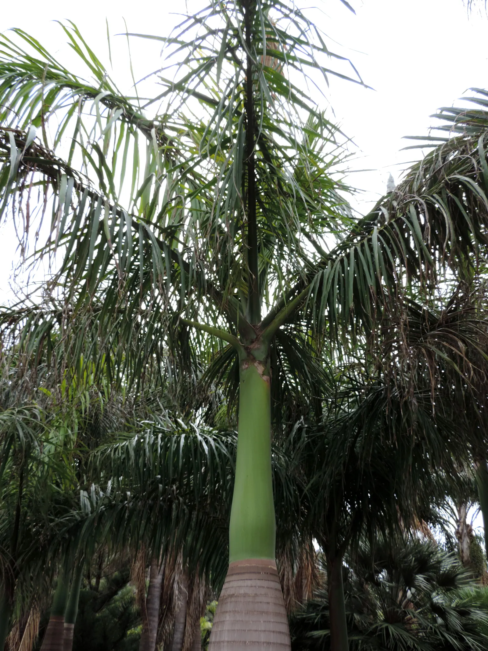 Cabbage Palm (Sabal Palmetto) — capped by a symmetrical crown of fan-shaped fronds; scientifically recognized as Sabal palmetto