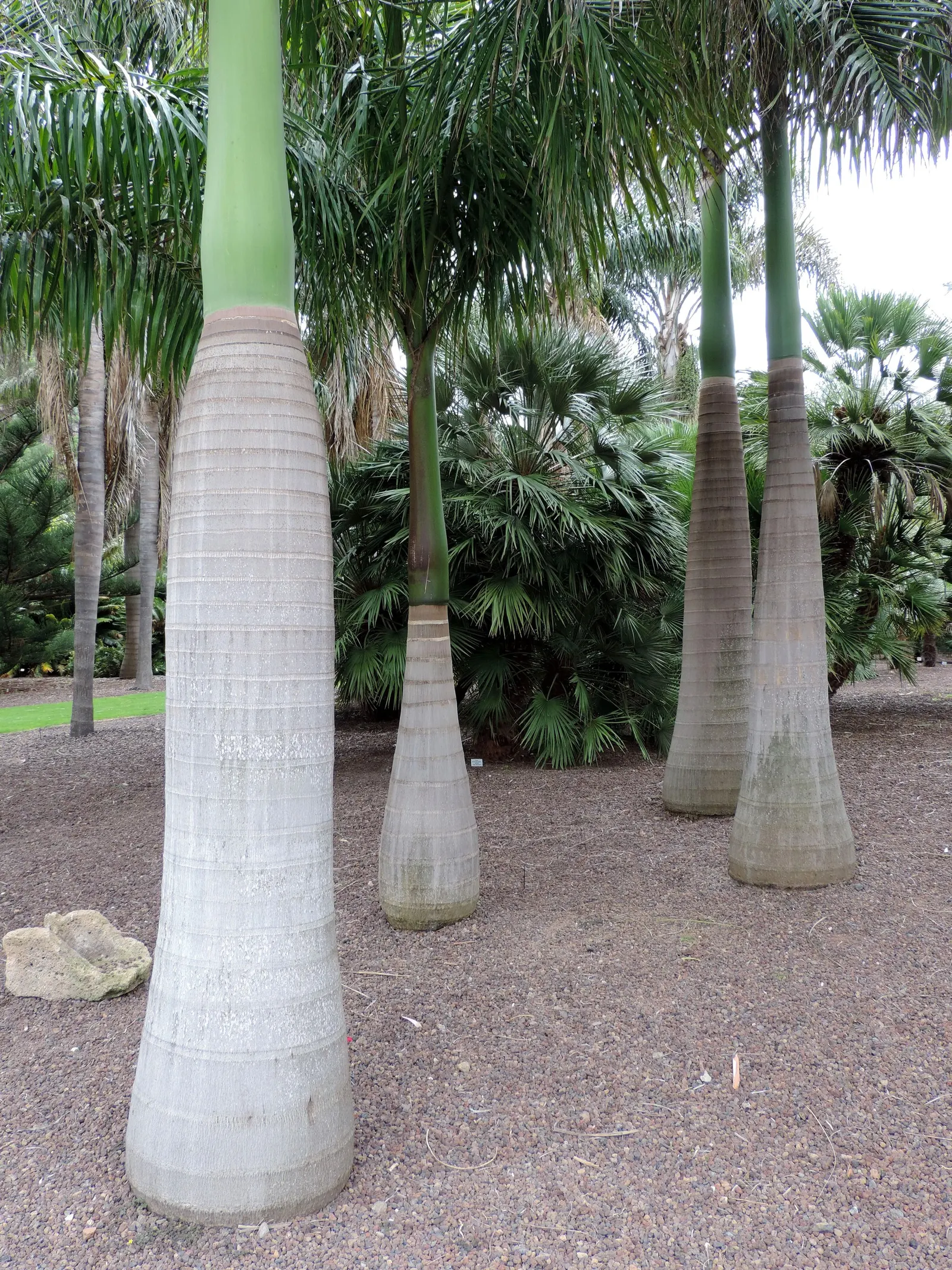 Cabbage Palm (Sabal Palmetto) — Hardy in USDA Zones 8 through 11, it thrives under full sunlight but can withstand partial shade; it features a stout, columnar