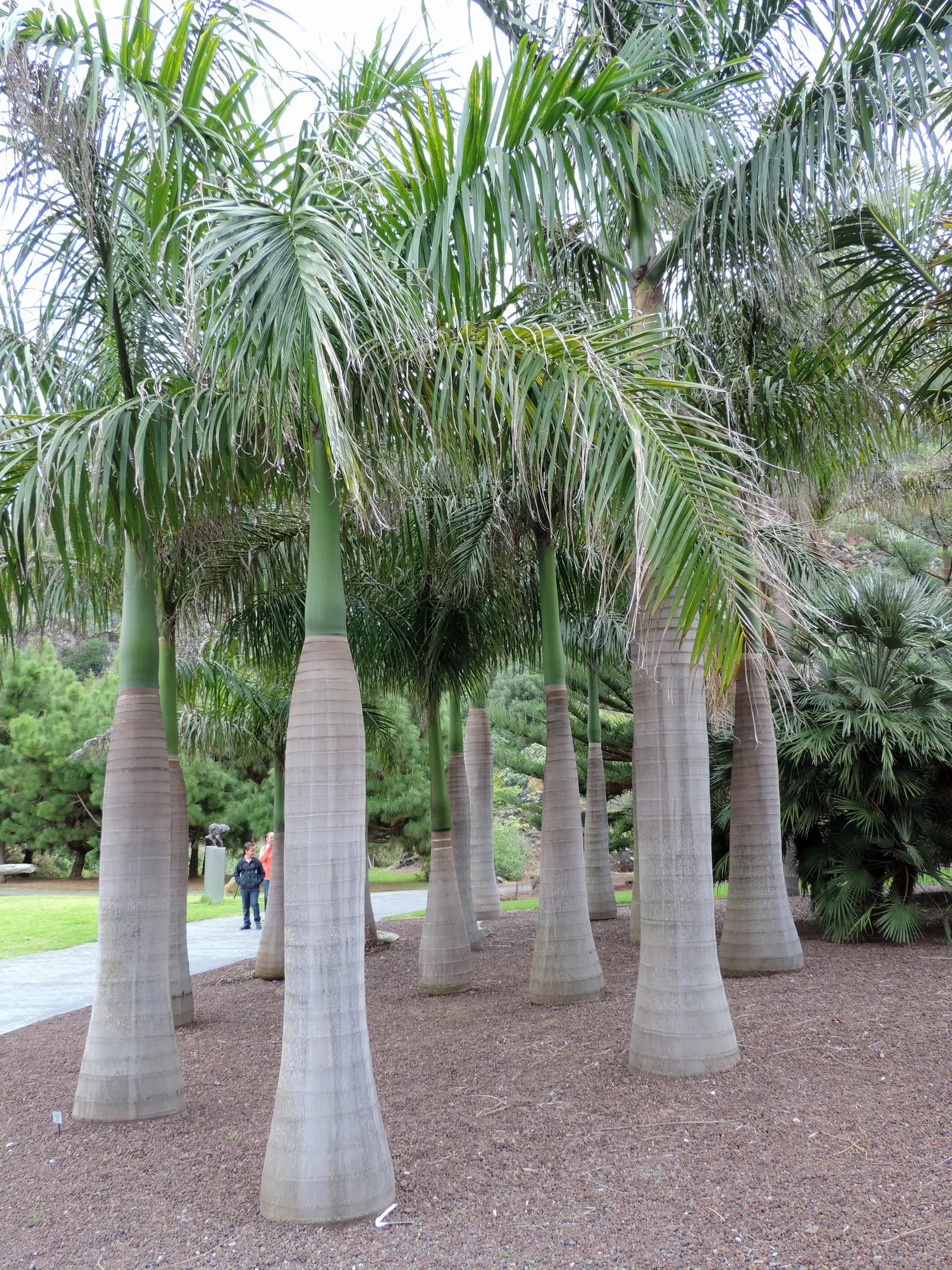 Cabbage Palm (Sabal Palmetto) — requiring minimal supplemental irrigation; making it a superb choice for hurricane-prone regions