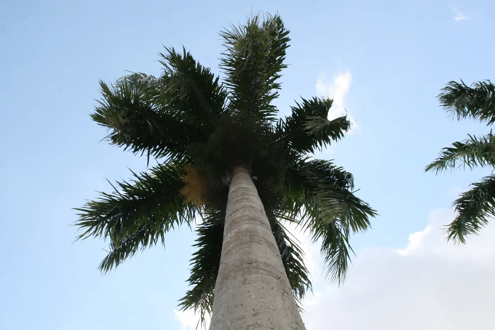 Cabbage Palm (Sabal Palmetto) — making it an exemplary choice for a diverse range of climates; it is drought-tolerant once established