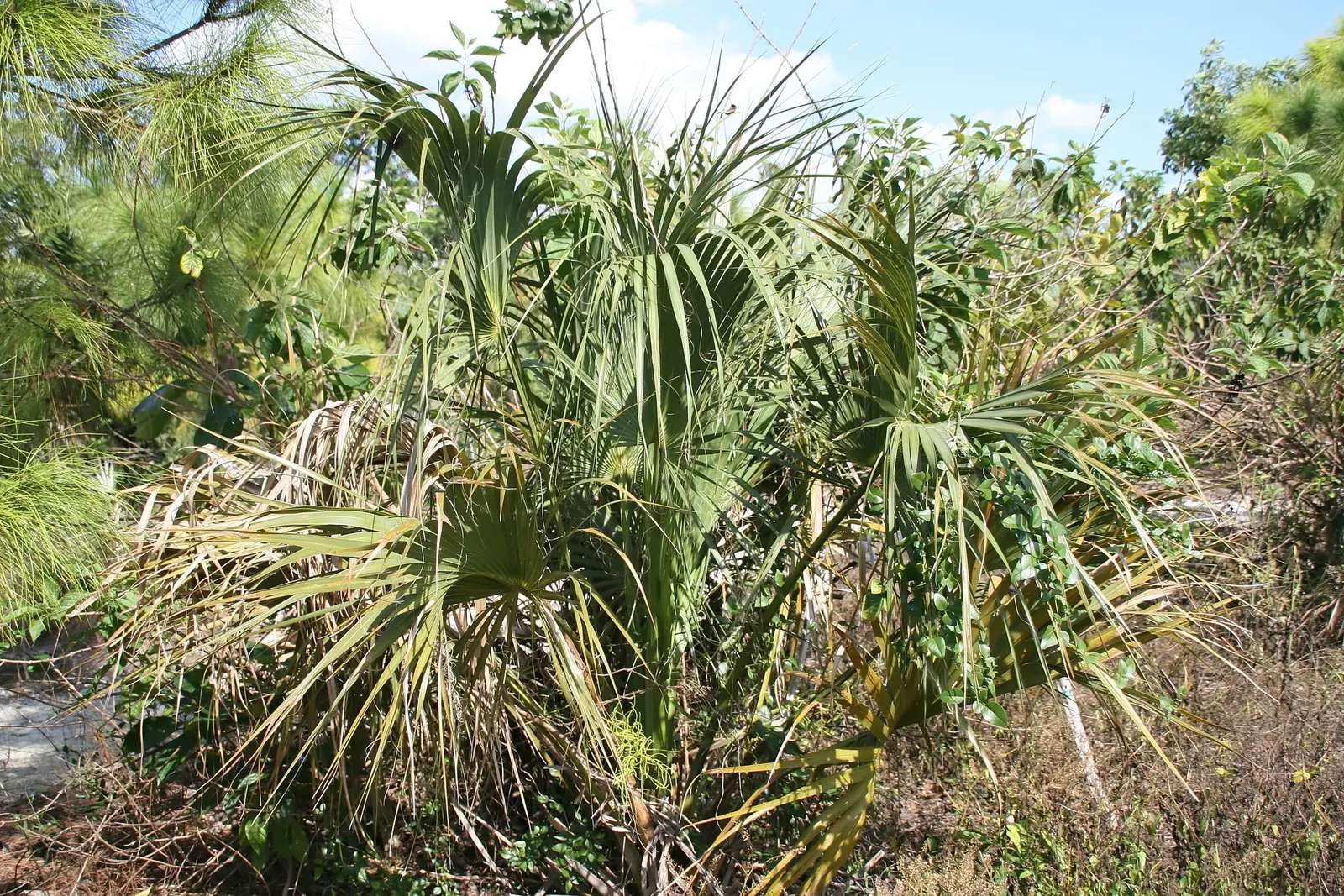 Cabbage Palm (Sabal Palmetto) — It provides excellent vertical accents in both formal and informal settings; adaptable to various soil types, it's, image 55