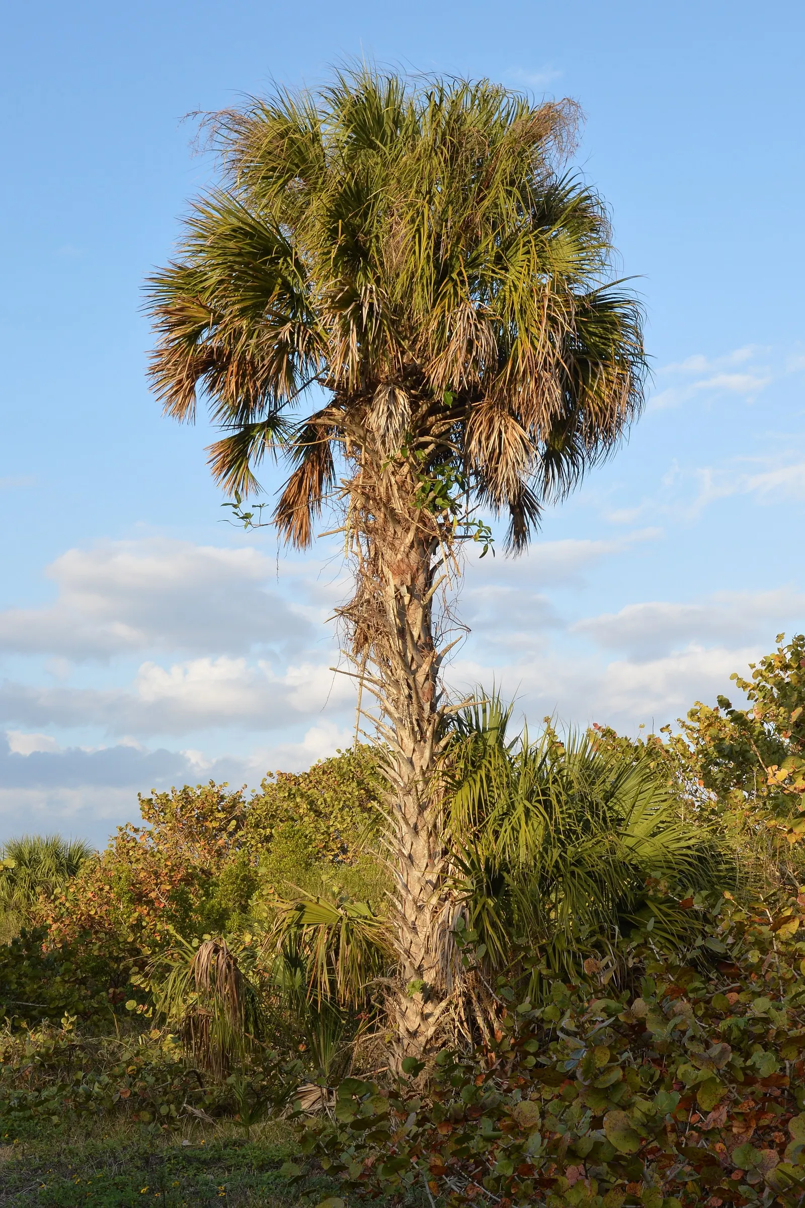 Cabbage Palm (Sabal Palmetto) — scientifically recognized as Sabal palmetto; each frond can reach a length of 5 to 6 feet, contributing to the, image 100