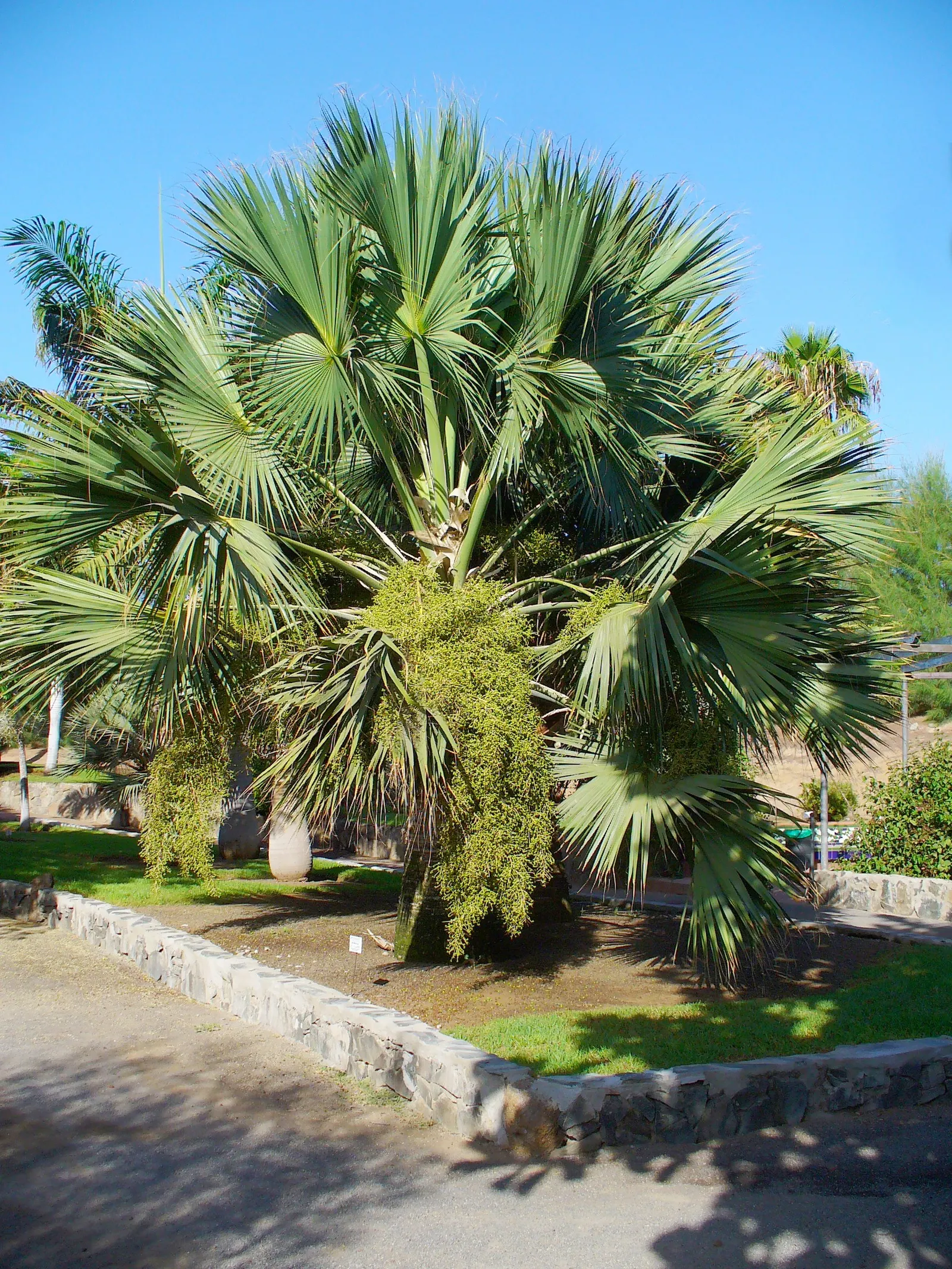 Cabbage Palm (Sabal Palmetto) — When planning the garden layout; hardy in USDA Zones 8 through 11, it thrives under full sunlight but can withstand, image 75