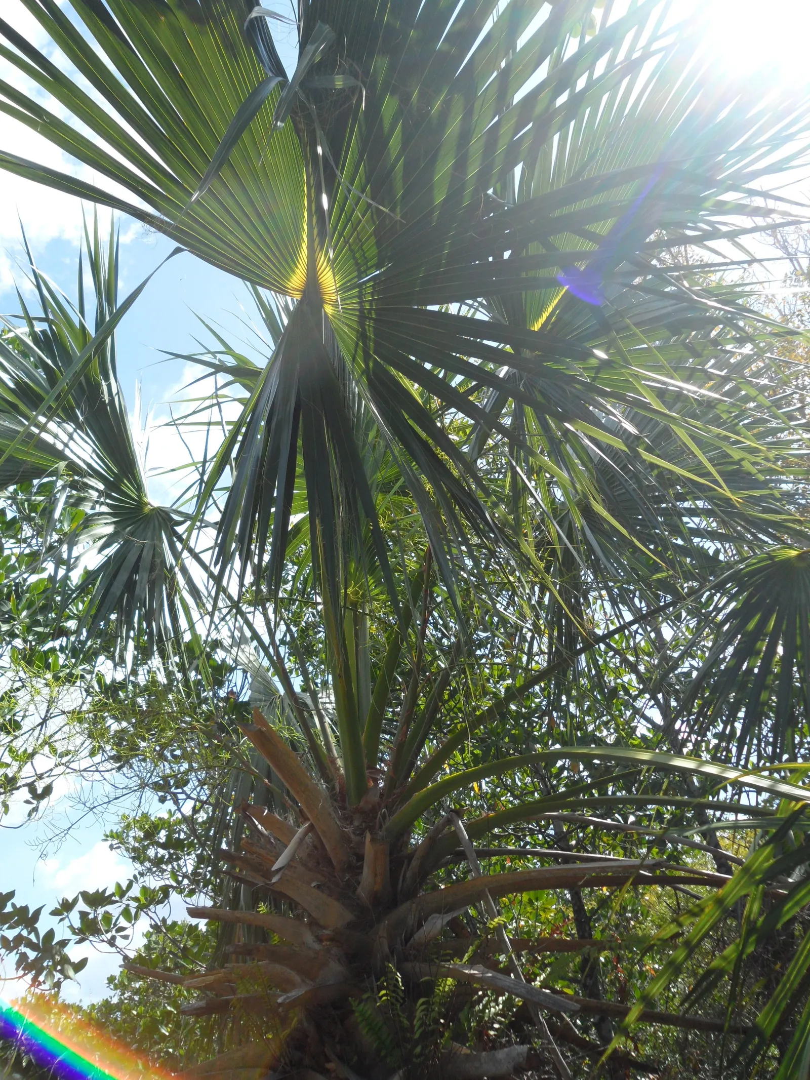 Cabbage Palm (Sabal Palmetto) — Offers low maintenance and adds vertical interest in coastal and formal landscapes; is an iconic staple of the, image 42