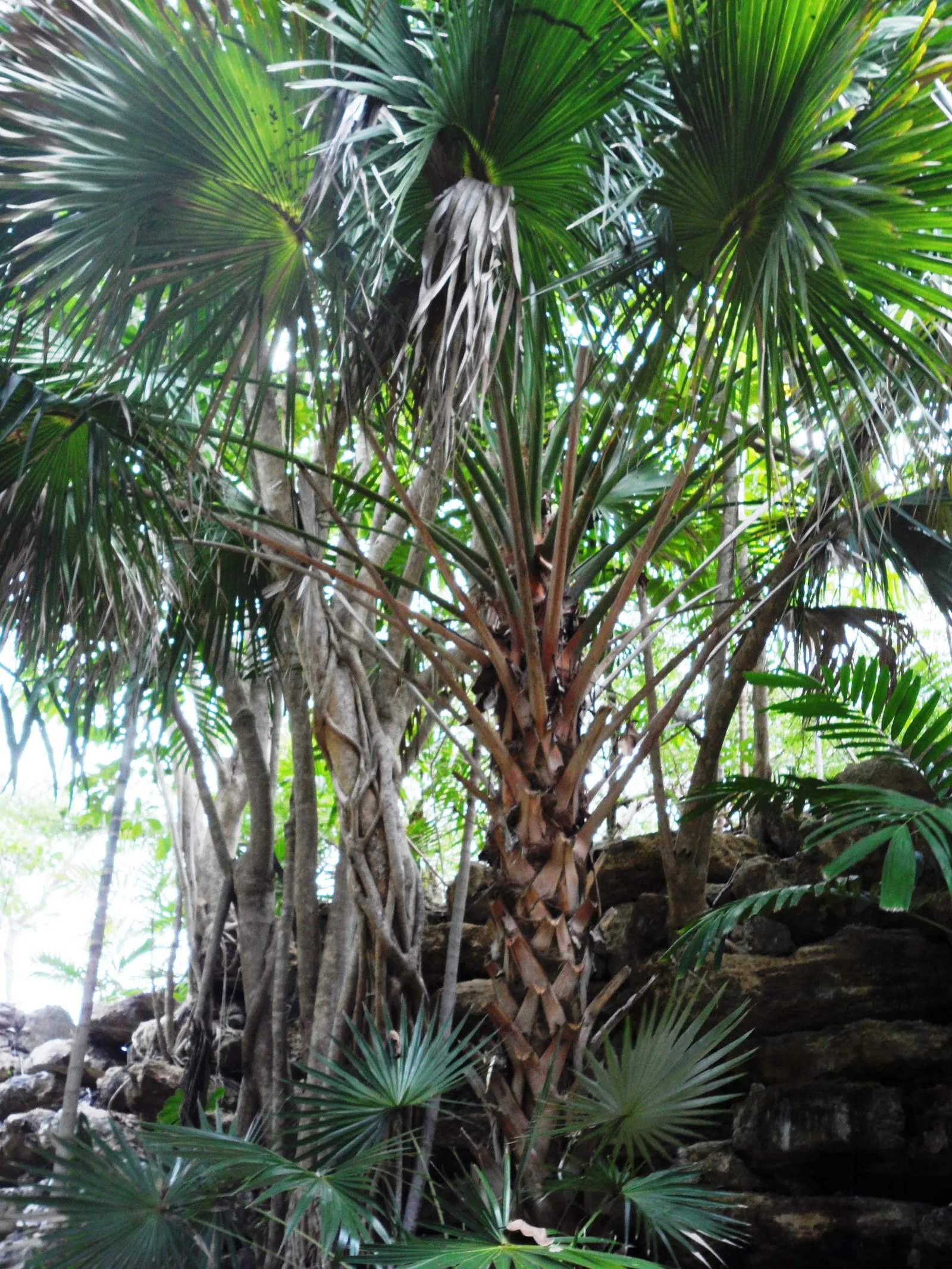 Cabbage Palm (Sabal Palmetto) — scientifically recognized as Sabal palmetto; each frond can reach a length of 5 to 6 feet, contributing to the, image 43