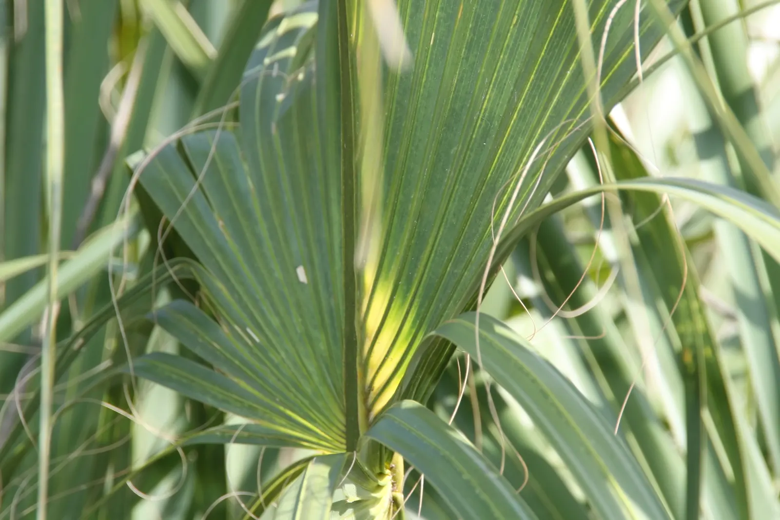 Cabbage Palm (Sabal Palmetto) — making it an exemplary choice for a diverse range of climates; it is drought-tolerant once established, image 84