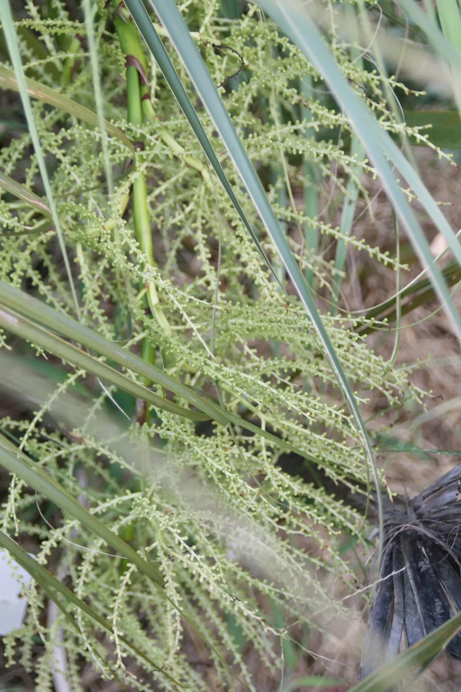 Cabbage Palm (Sabal Palmetto) — Hardy in USDA Zones 8 through 11, it thrives under full sunlight but can withstand partial shade; it features a, image 85