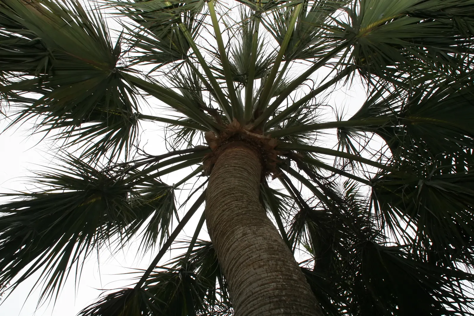 Cabbage Palm (Sabal Palmetto) — <br><br>Growing to a mighty height of 40 to 60 feet with a spread of 10 to 15 feet, image 48