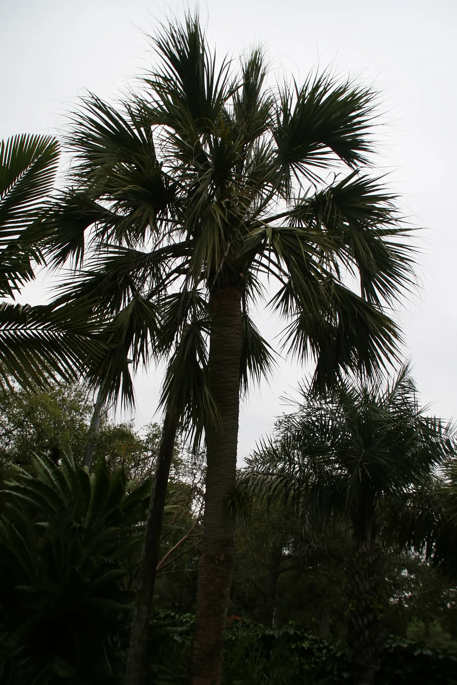 Cabbage Palm (Sabal Palmetto) — requiring minimal supplemental irrigation; making it a superb choice for hurricane-prone regions, image 54