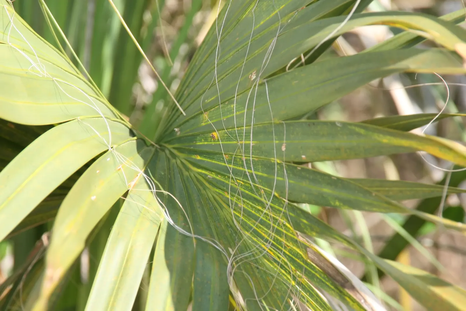 Cabbage Palm (Sabal Palmetto) — <br><br>Growing to a mighty height of 40 to 60 feet with a spread of 10 to 15 feet, image 67