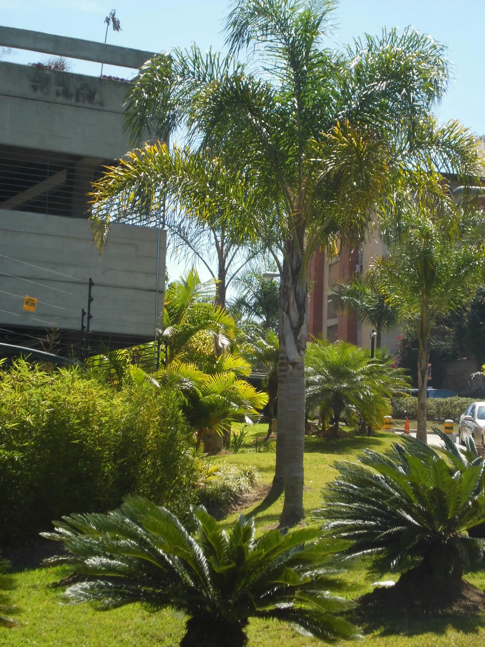 Cabbage Palm (Sabal Palmetto) — it is drought-tolerant once established; this robust palm is known for its remarkable tolerance to a variety of conditions