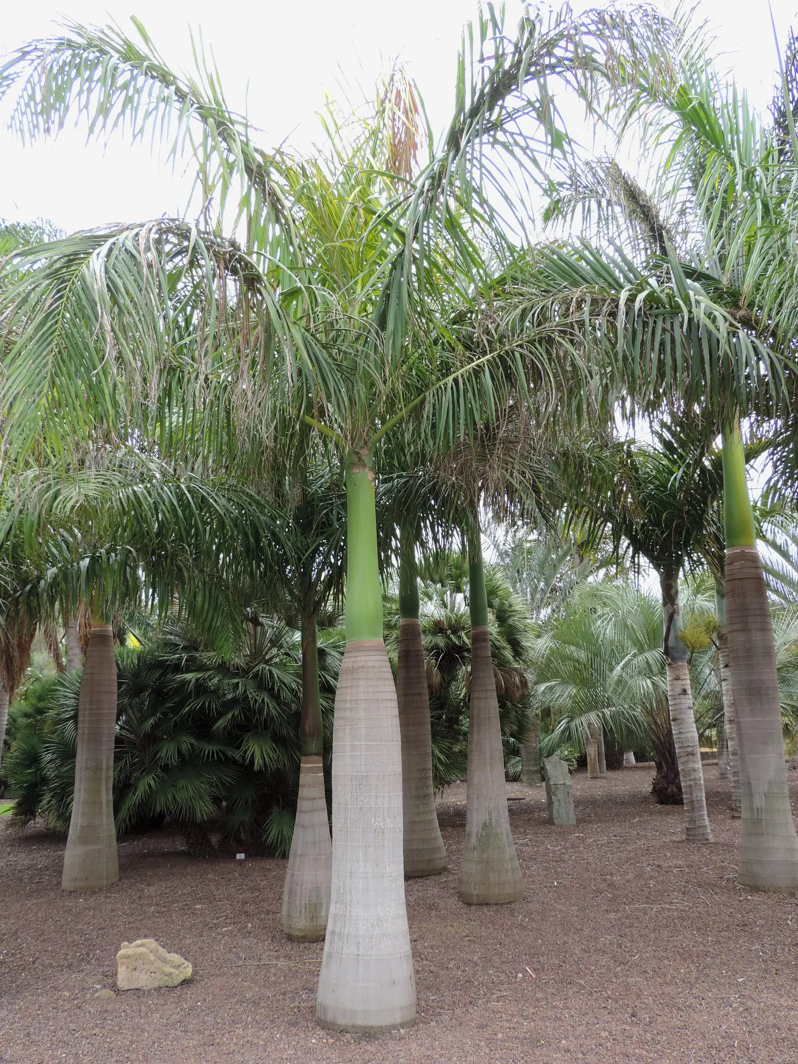 Cabbage Palm (Sabal Palmetto) — Each frond can reach a length of 5 to 6 feet, contributing to the palm's lush appearance; capped by a symmetrical crown of