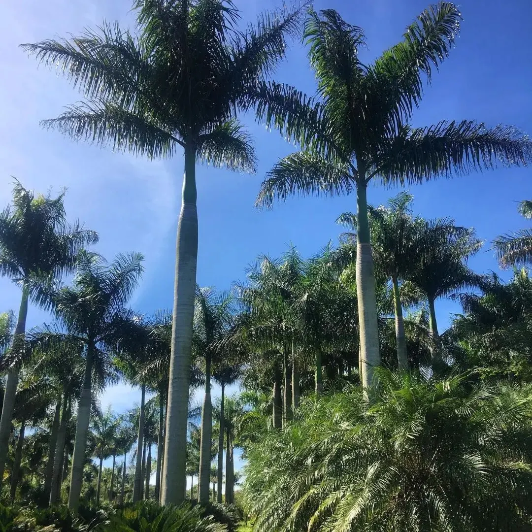 Cabbage Palm (Sabal Palmetto) — The Cabbage Palm (Sabal palmetto) is an iconic evergreen, native to southeastern USA; offers low maintenance and, image 39