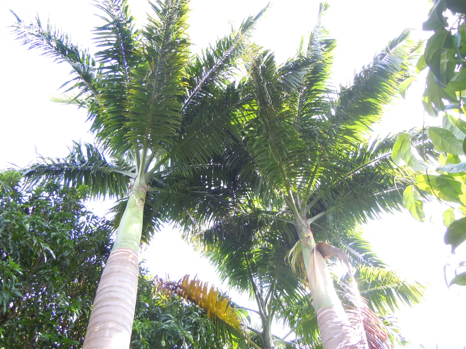 Cabbage Palm (Sabal Palmetto) — When planning the garden layout; hardy in USDA Zones 8 through 11, it thrives under full sunlight but can withstand partial