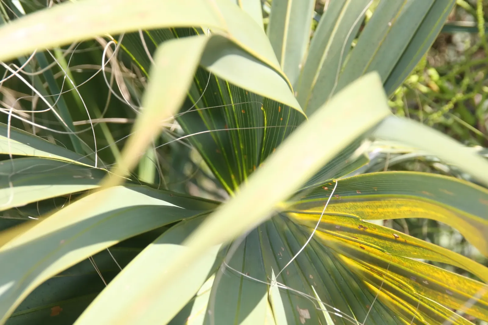 Cabbage Palm (Sabal Palmetto) — is an iconic staple of the southeastern United States landscape; the Cabbage Palm (Sabal palmetto) is an iconic, image 44