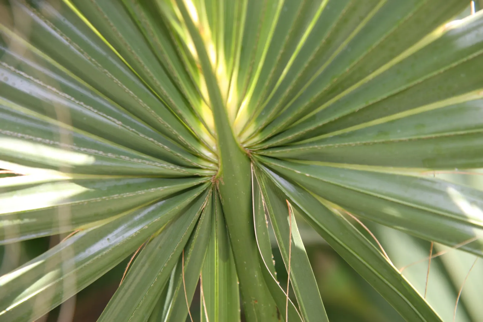 Cabbage Palm (Sabal Palmetto) — capped by a symmetrical crown of fan-shaped fronds; scientifically recognized as Sabal palmetto, image 50