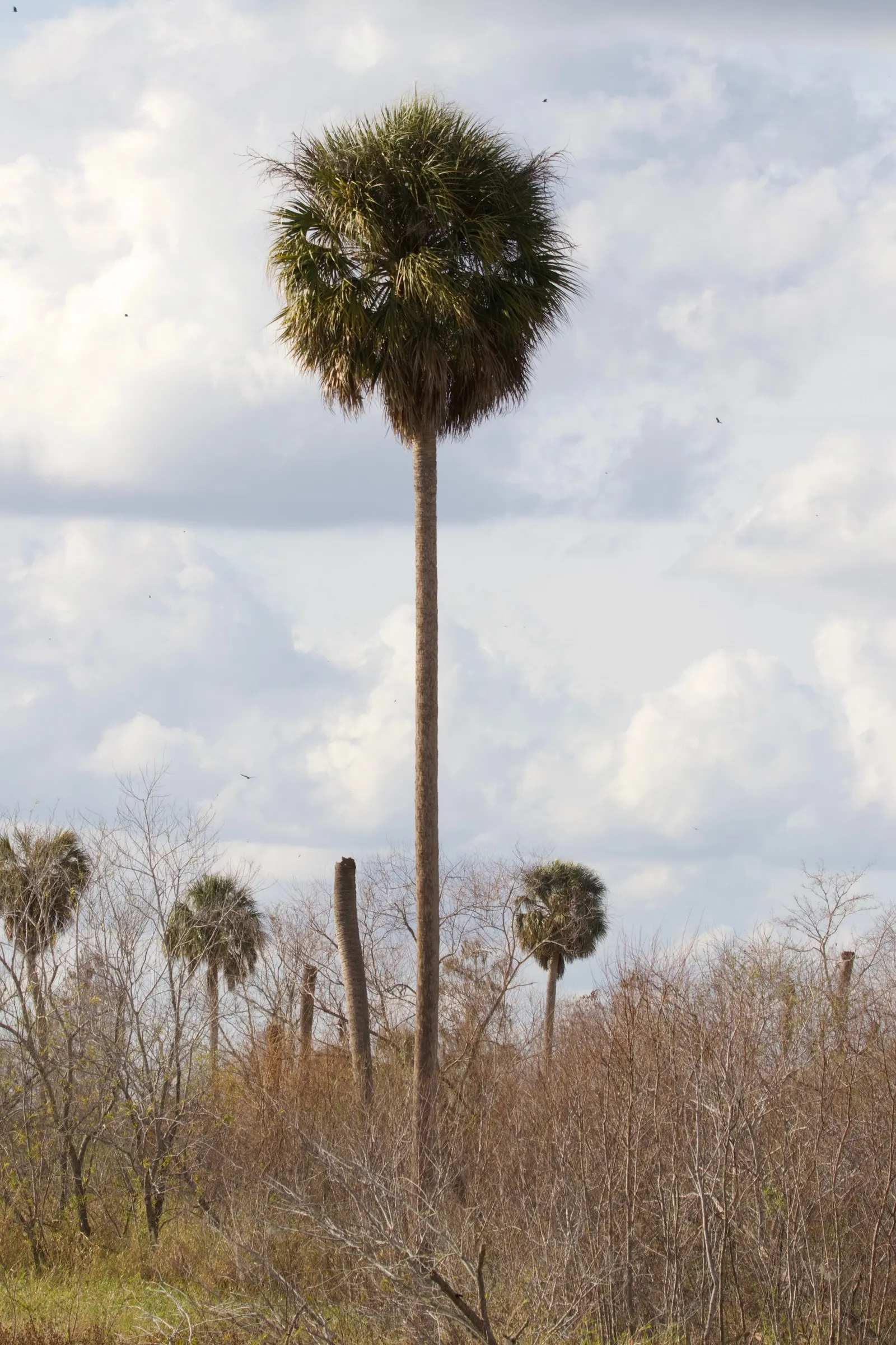 Cabbage Palm (Sabal Palmetto) — the Cabbage Palm's trunk forms an impressive