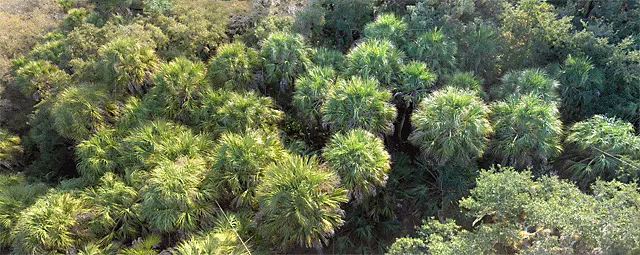 Cabbage Palm (Sabal Palmetto) — the Cabbage Palm's trunk forms an impressive; it provides excellent vertical accents in both formal and informal, image 87