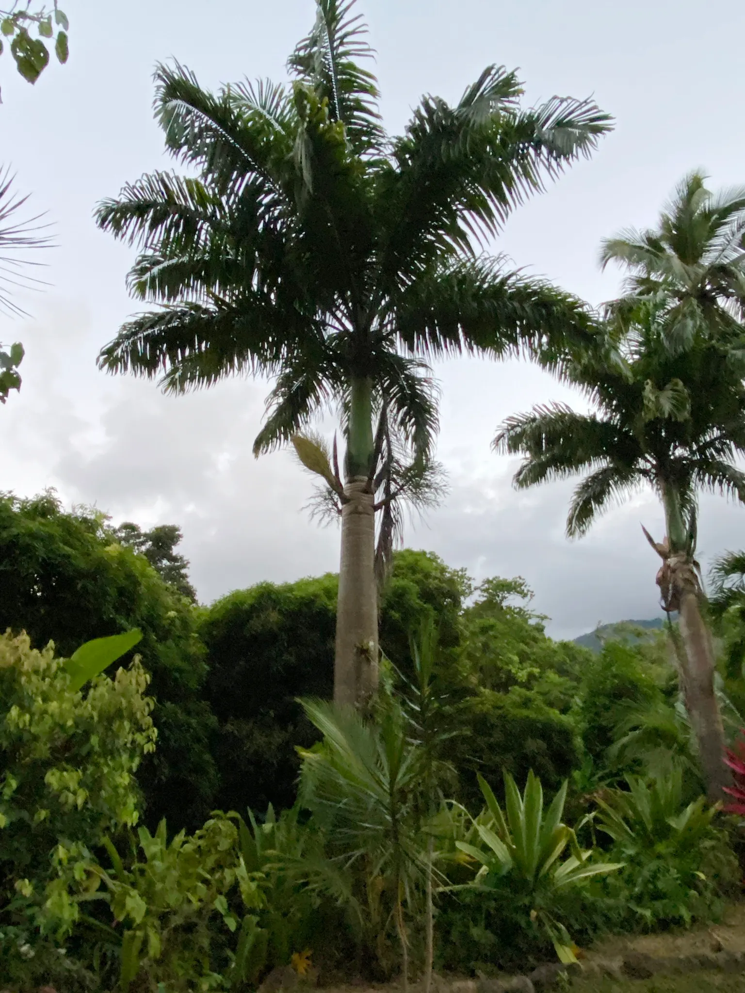 Cabbage Palm (Sabal Palmetto) — capped by a symmetrical crown of fan-shaped fronds