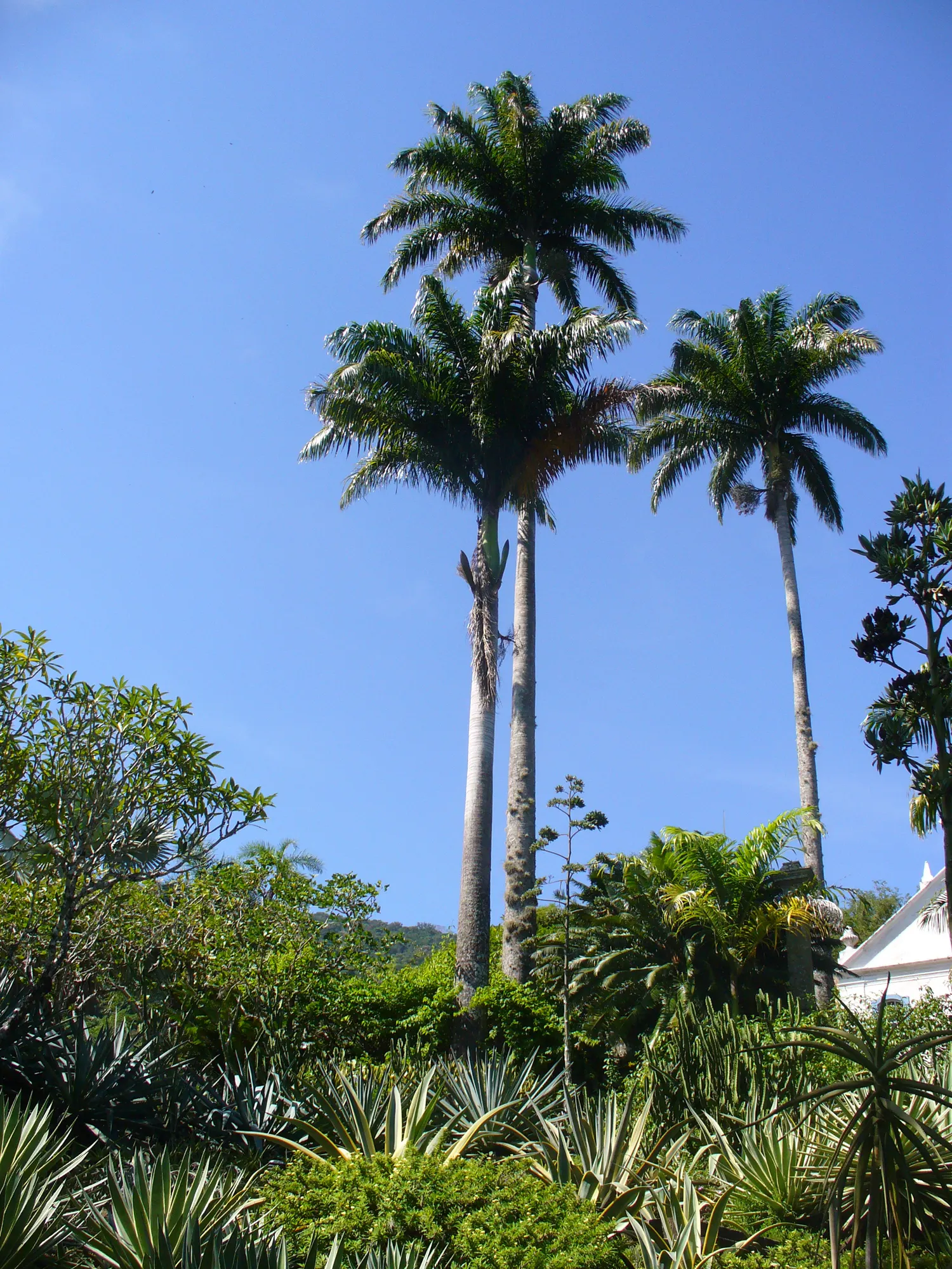 Cabbage Palm (Sabal Palmetto) — making it a superb choice for hurricane-prone regions