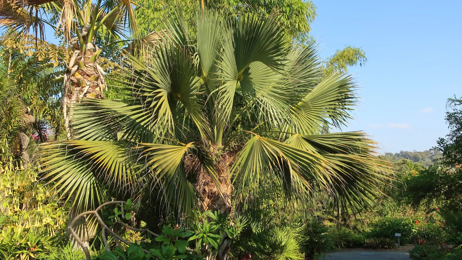 Cabbage Palm (Sabal Palmetto) — Adaptable to various soil types, it's drought-tolerant once established; the Cabbage Palm's trunk forms an impressive
