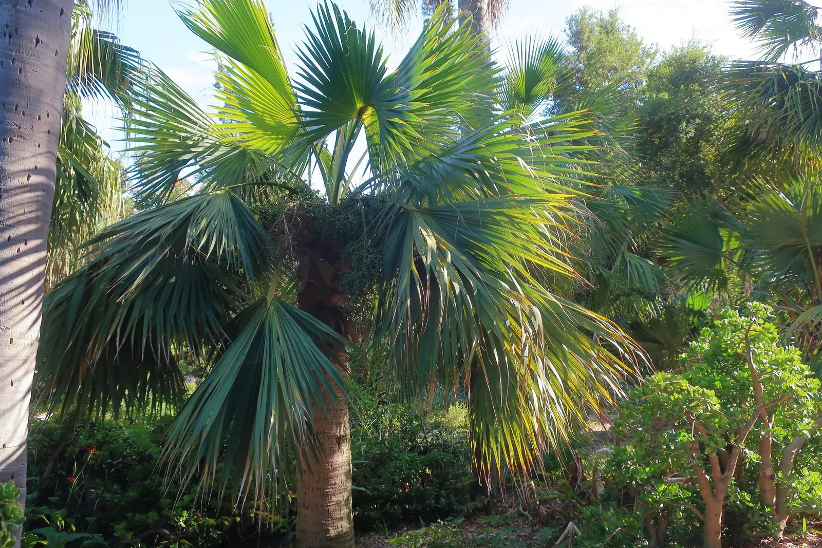 Cabbage Palm (Sabal Palmetto) — requiring minimal supplemental irrigation; making it a superb choice for hurricane-prone regions, image 92