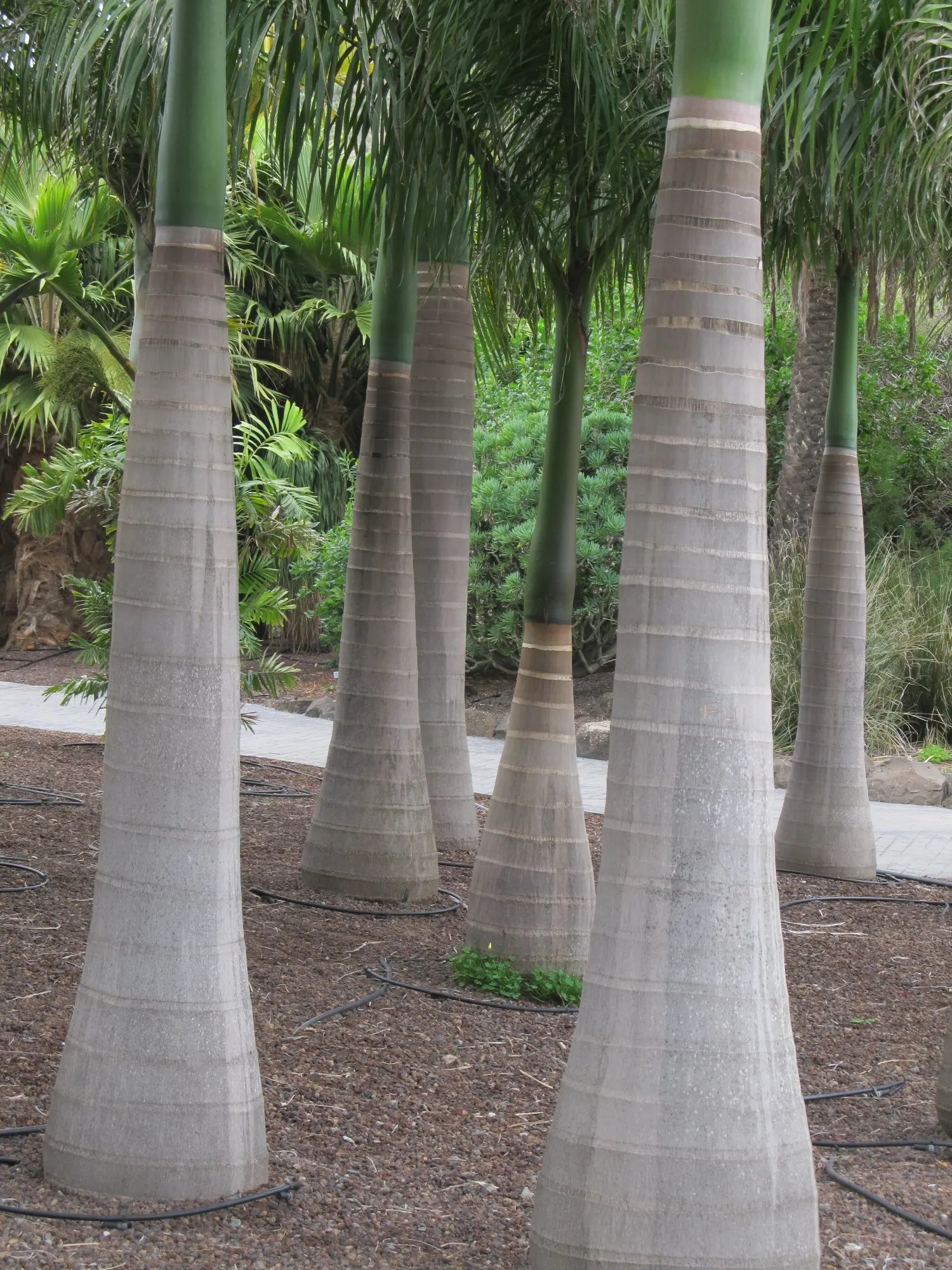 Cabbage Palm (Sabal Palmetto) — is an iconic staple of the southeastern United States landscape